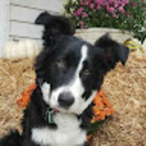 Meet your Posher, Colin